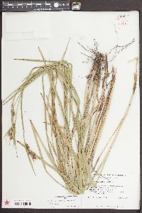 Scleria triglomerata image