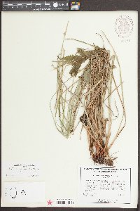 Scleria triglomerata image