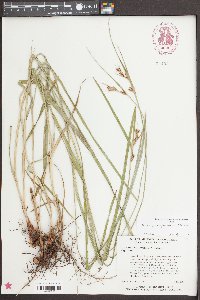 Scleria triglomerata image