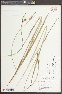 Scleria triglomerata image
