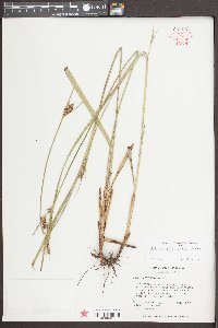 Scleria triglomerata image