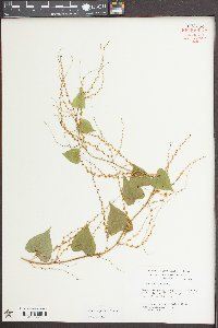 Dioscorea floridana image