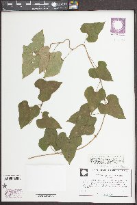 Dioscorea polystachya image