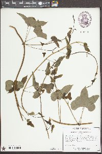 Dioscorea polystachya image