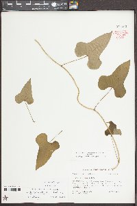 Dioscorea polystachya image