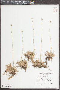 Eriocaulon compressum image