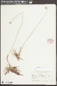 Eriocaulon compressum image