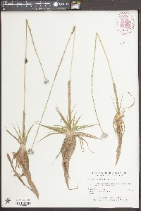 Eriocaulon compressum image