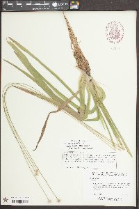 Eragrostis deflexa image