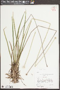 Eriocaulon decangulare image