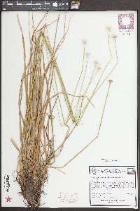 Eriocaulon decangulare var. decangulare image