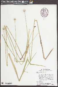 Eriocaulon decangulare image