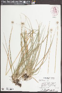 Eriocaulon decangulare image