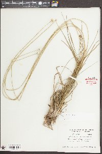 Eriocaulon decangulare image