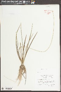 Eriocaulon decangulare image