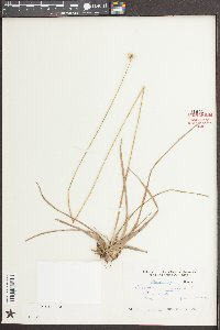 Eriocaulon decangulare image