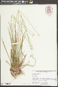 Eriocaulon decangulare image