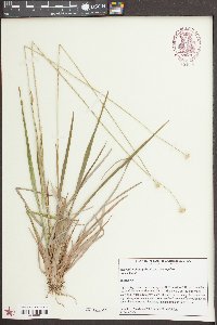 Eriocaulon decangulare image