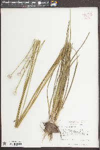 Eriocaulon decangulare image