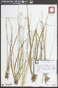 Eriocaulon decangulare image