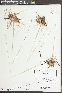 Eriocaulon compressum image