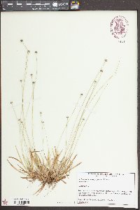 Lachnocaulon anceps image