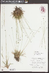 Lachnocaulon anceps image