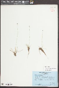 Lachnocaulon anceps image