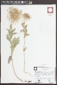 Lepidium draba image