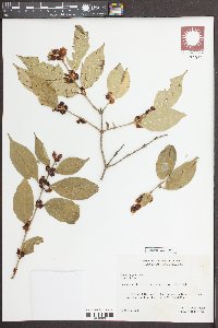 Lonicera xylosteum image