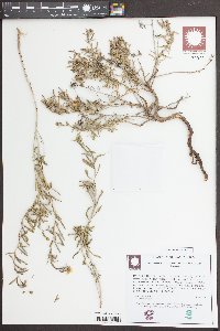 Calylophus lavandulifolius image