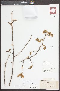 Halesia carolina image