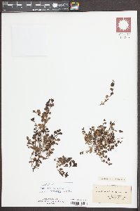 Hedyotis rotundifolia image