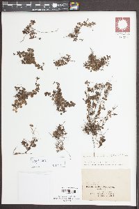 Hedyotis rotundifolia image