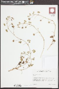 Trifolium subterraneum image