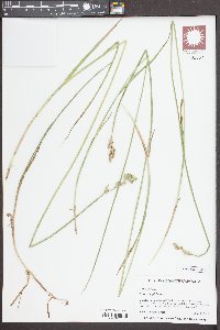 Carex longii image