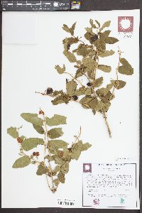 Lonicera tatarica image