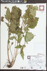 Geum aleppicum image