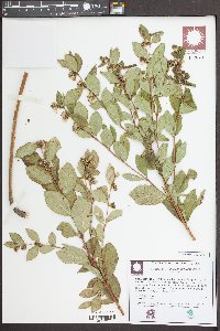 Symphoricarpos occidentalis image