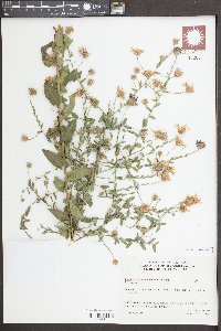 Symphyotrichum patens image