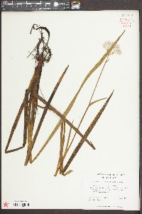Lachnanthes caroliniana image
