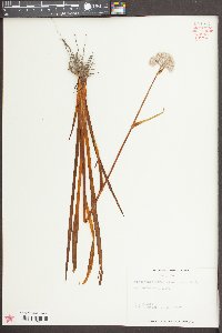 Lachnanthes caroliniana image