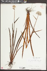 Lachnanthes caroliniana image