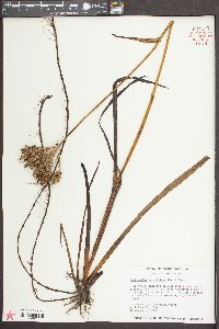 Lachnanthes caroliniana image