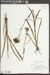 Lachnanthes caroliniana image