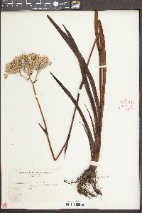 Lachnanthes caroliniana image