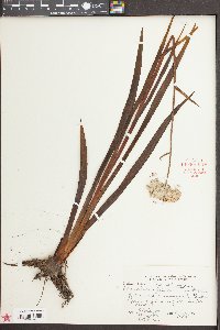 Lachnanthes caroliniana image