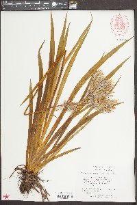 Lachnanthes caroliniana image