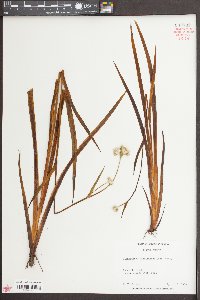 Lachnanthes caroliniana image