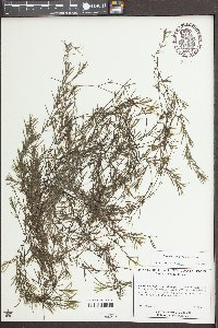 Elodea canadensis image